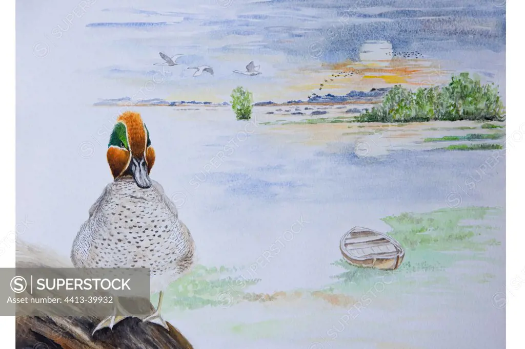 Sketch of Common Teal in its habitat Alsace