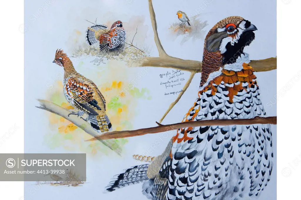 Observation of the Hazel Grouse in the Vosges mountain range