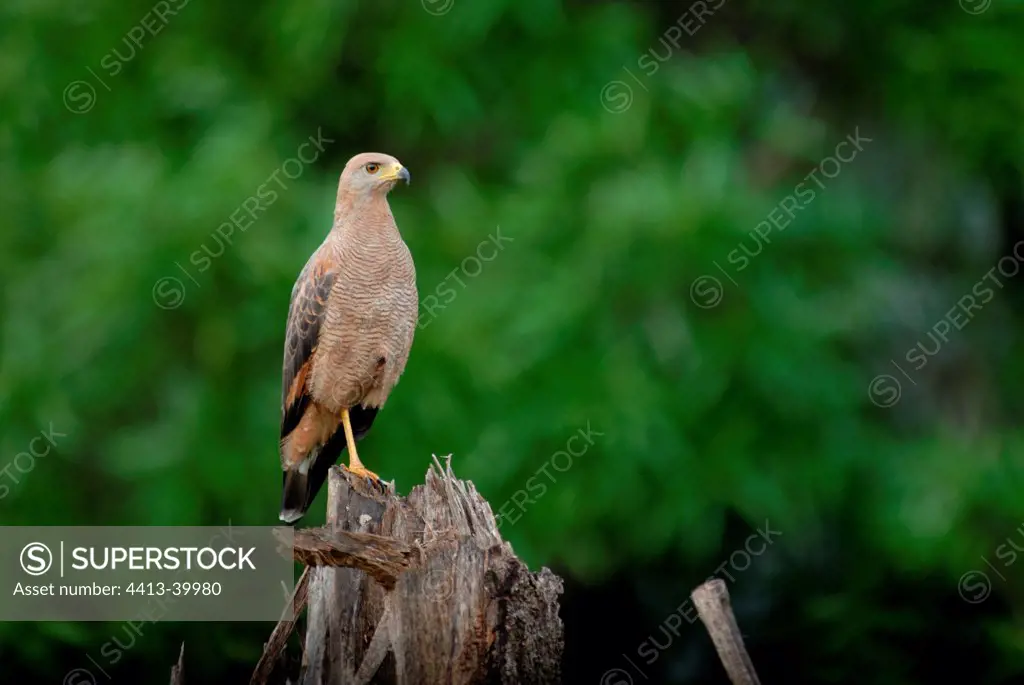 Savanna Hawk watching from a dead wood French Guiana
