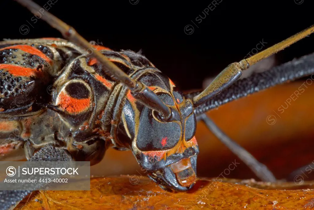 Close-up on the head of an Harlequin Beetle Guyana