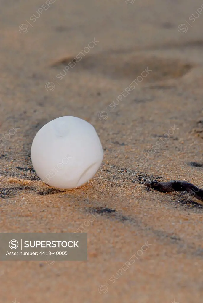 Leatherback egg dislodged after a storm Guyana