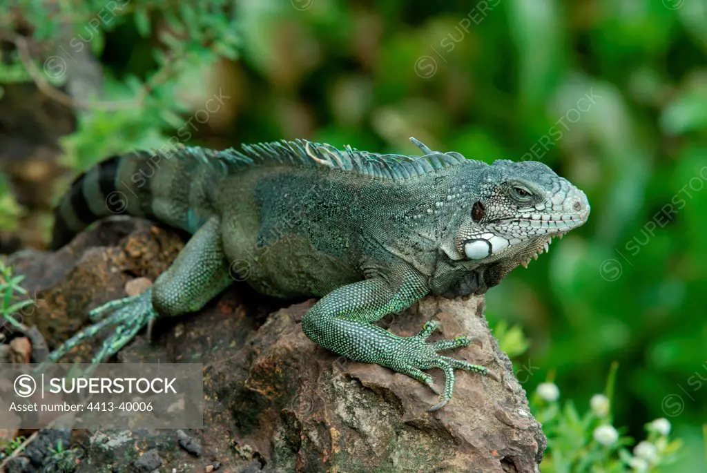Portrait of a male Common Green Iguana on a rock Guyana