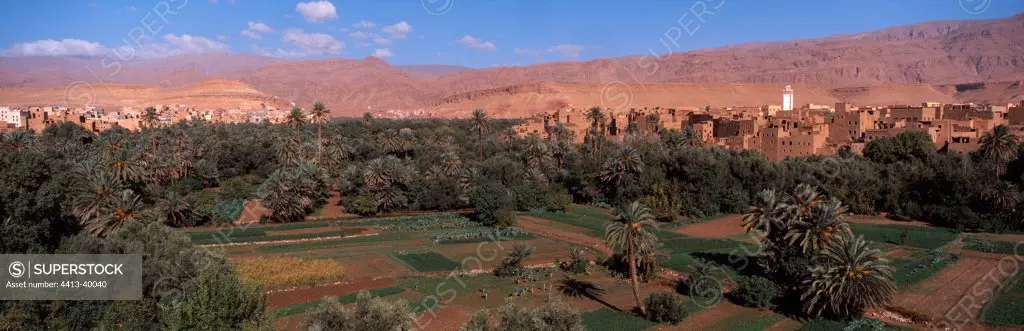 Palm Tierhir High Atlas of Morocco