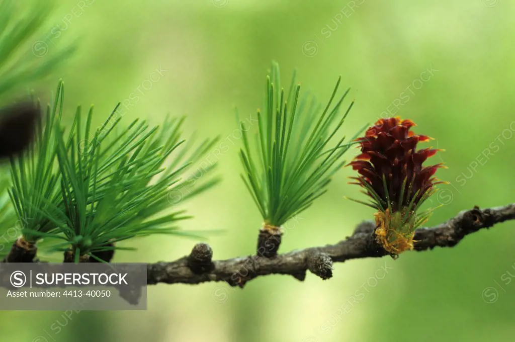 Young conifer needles and pin cone Larch PN Mercantour