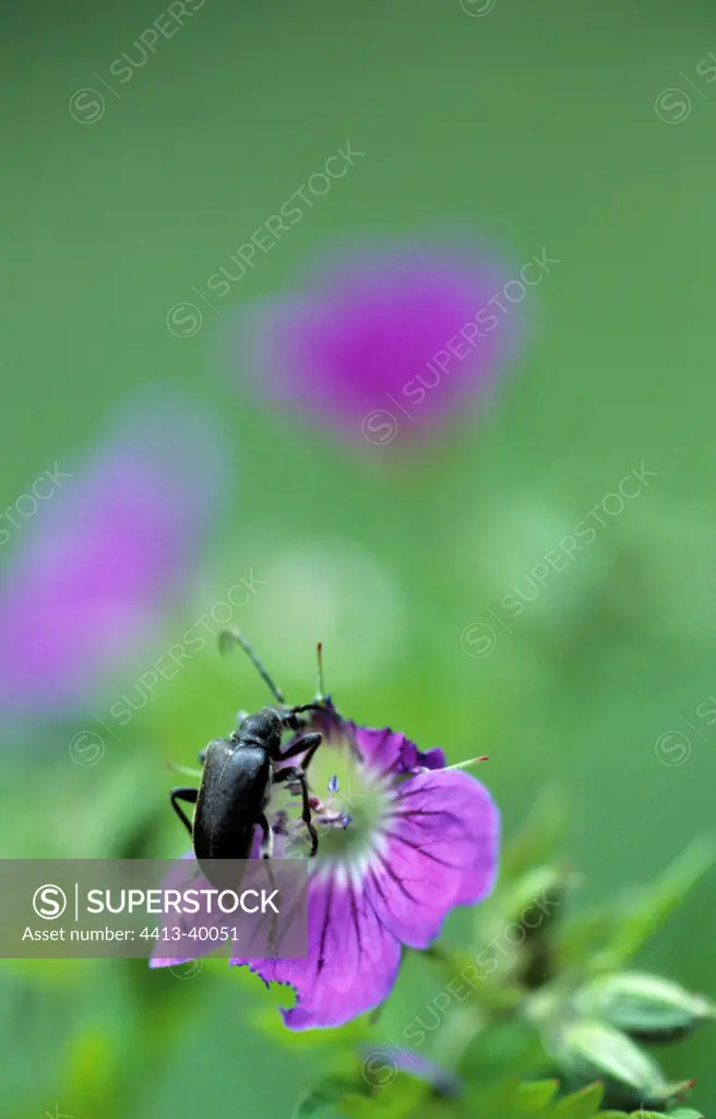 Insects on a wild flower Geranium PN Mercantour