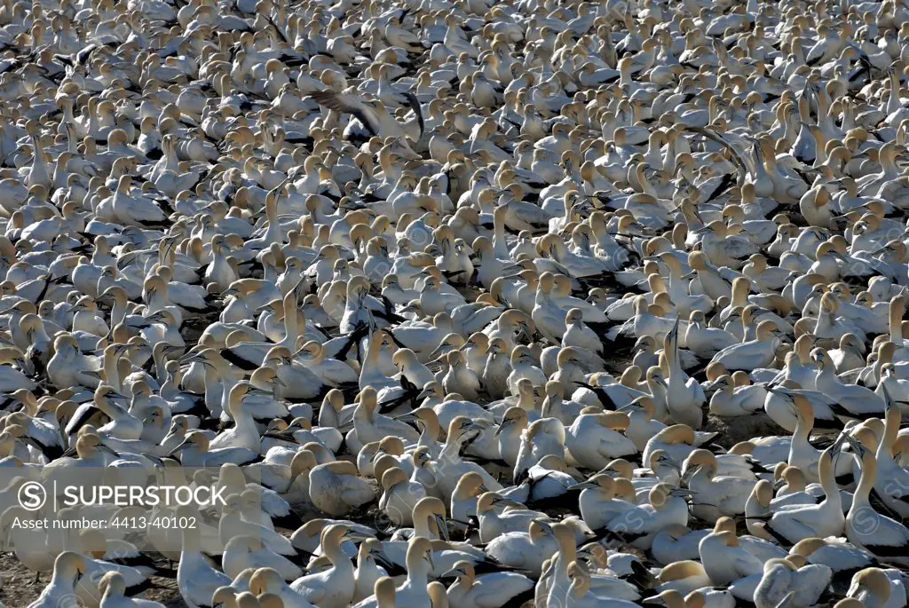 Colony of Cape Gannets South Africa