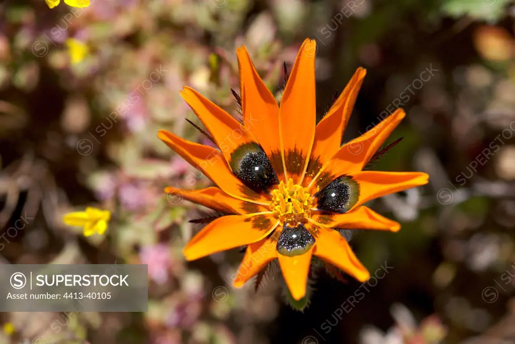Beetle daisy flower Namaqualand South Africa