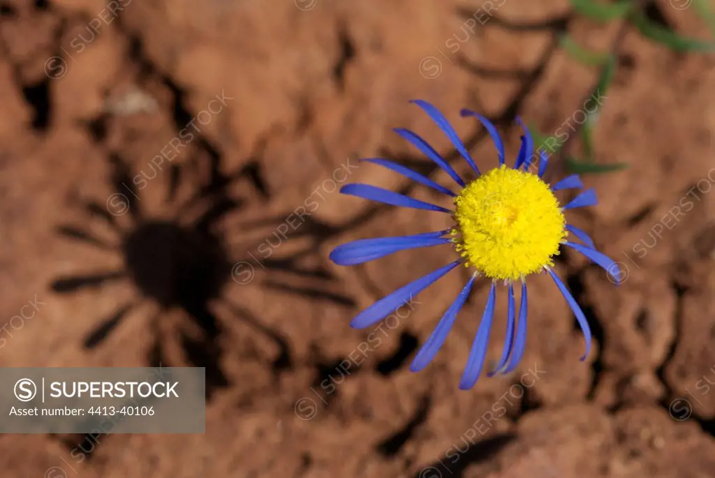 Beetle daisy flower Namaqualand South Africa