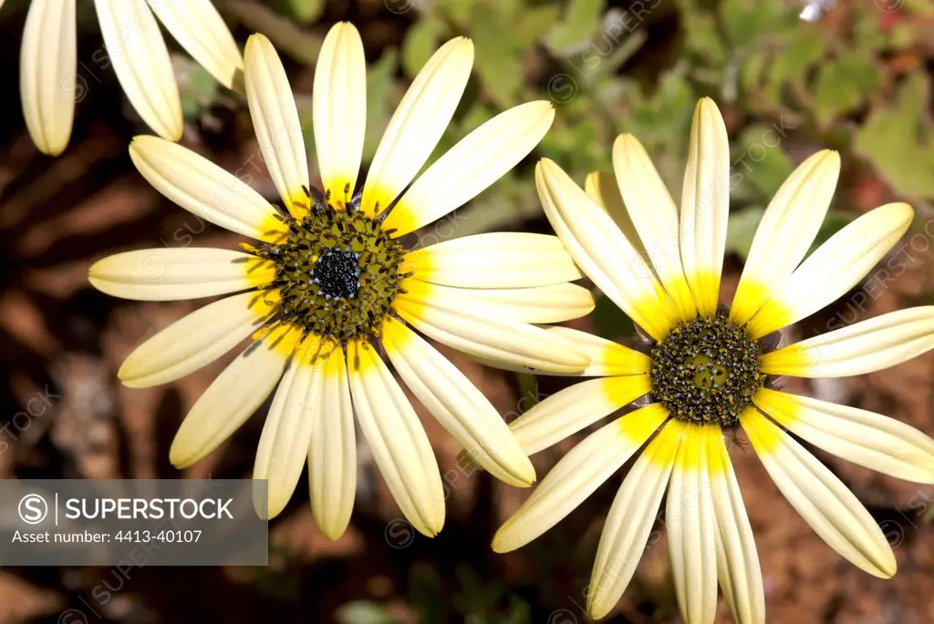 Namaqualand daisies South Africa