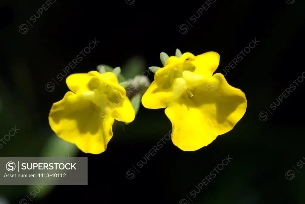 Yellow Hemimeris Namaqualand South Africa