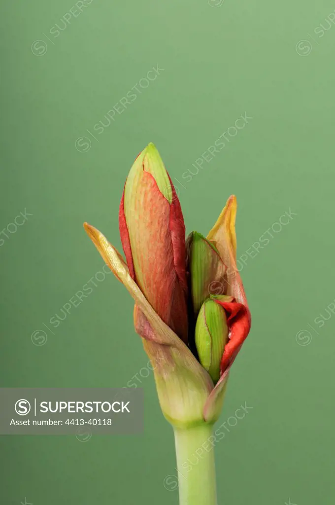 Opening of an Amaryllis flower in an apartment