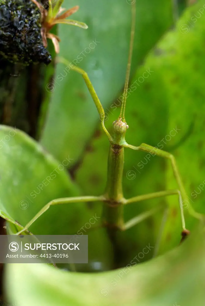 Stick insect in a defence posture in bromeliaceae Costa Rica
