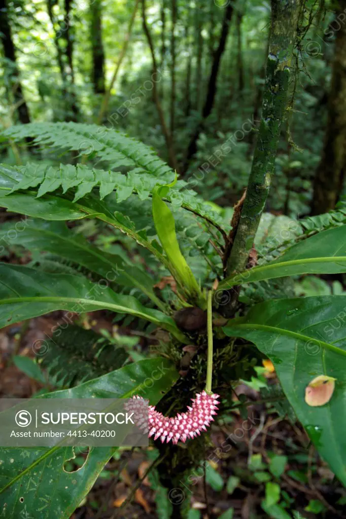 Flower of epiphyte plant in Tenorio Volcano NP Costa Rica