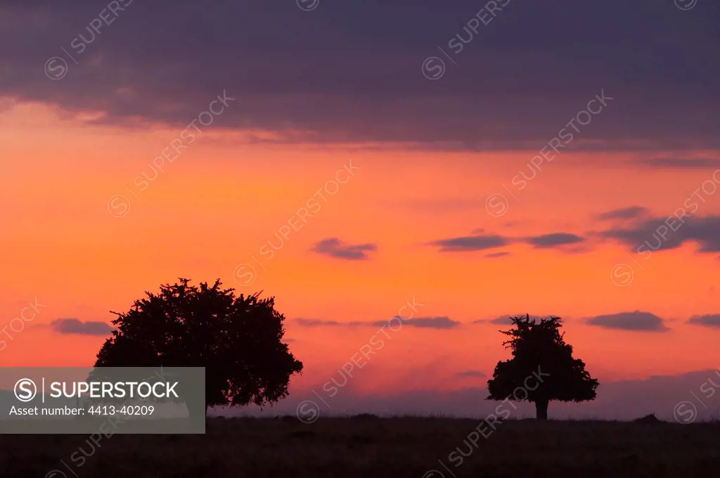 Trees at sunset Masai Mara Reserve Kenya