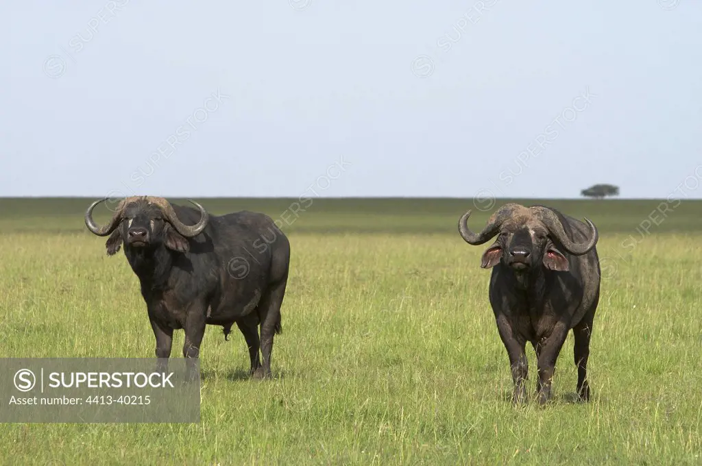 Cape Buffalo Masai Mara Reserve Kenya
