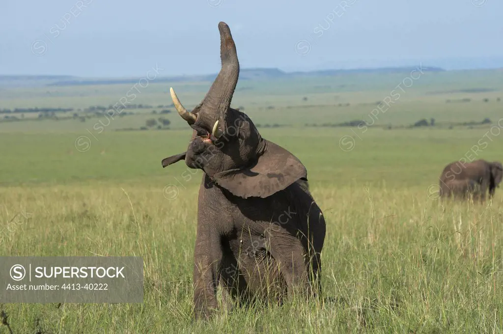 Elephant sitting in savannah Masai Mara Reserve Kenya