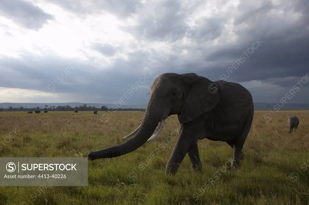 Elephant walking in the savannah Masai Mara Reserve Kenya