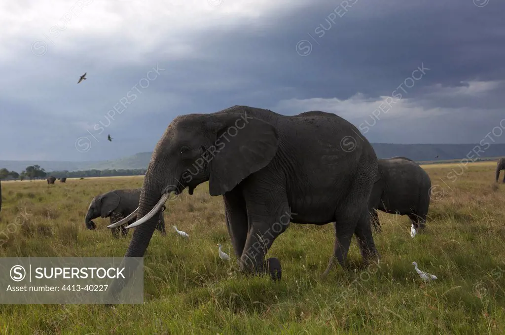 Elephant walking in the savannah Masai Mara Reserve Kenya