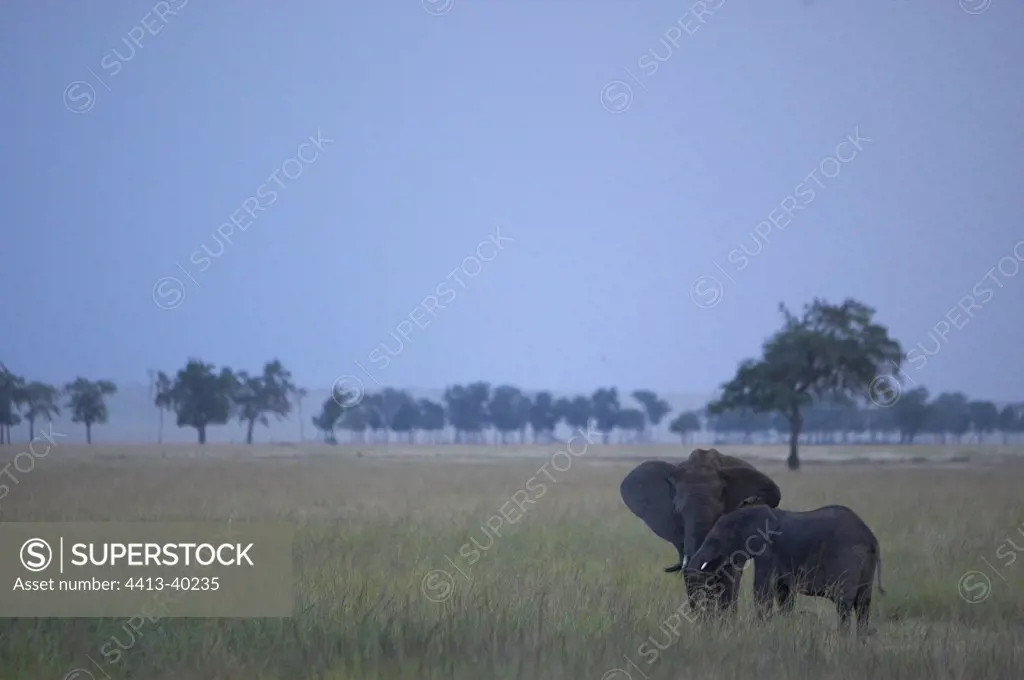 African Elephant and calf Masai Mara Reserve Kenya