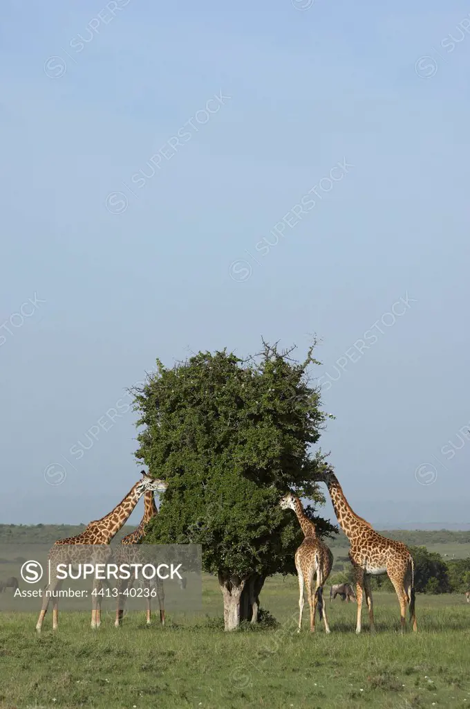 Masai Giraffes eating foliage Masai Mara Reserve Kenya