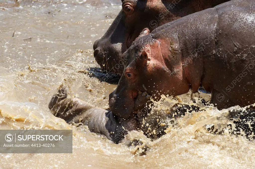 Hippopotamus and new born Masai Mara Reserve Kenya