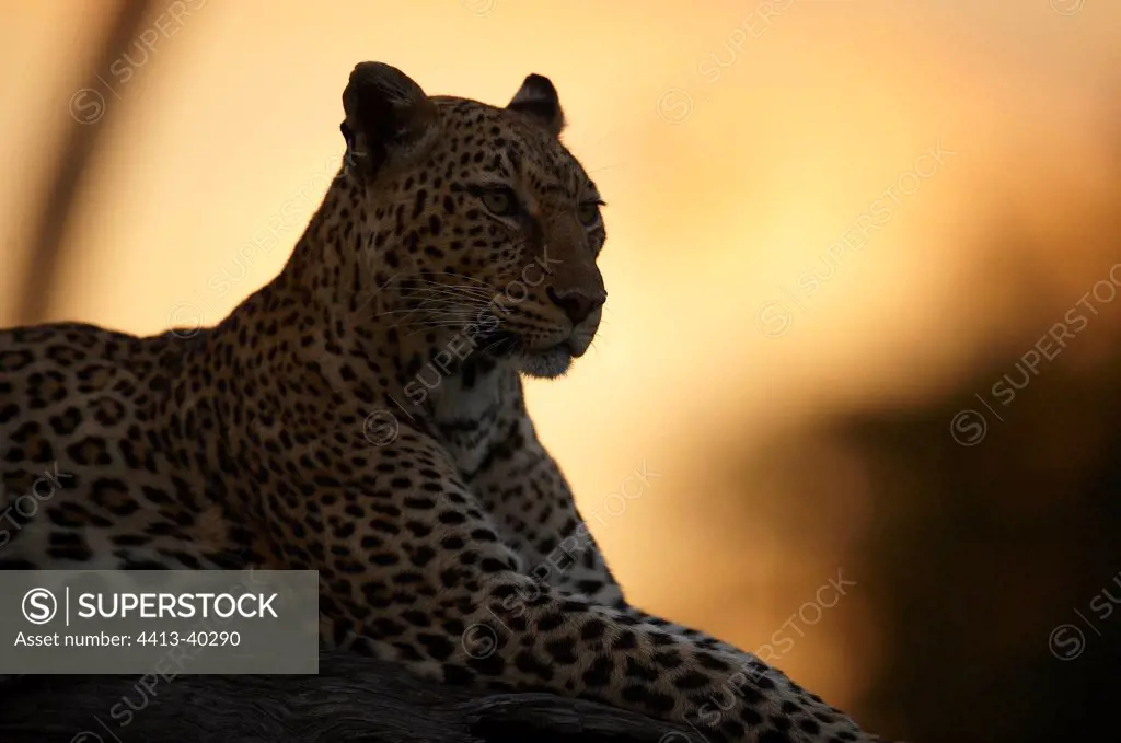 Leopard at sunset Masai Mara Reserve Kenya