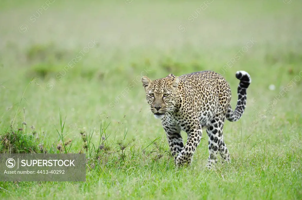 Leopard in savannah Masai Mara Reserve Kenya