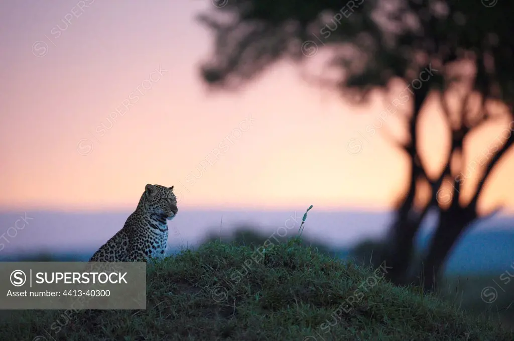 Leopard in the savannah Masai Mara Reserve Kenya