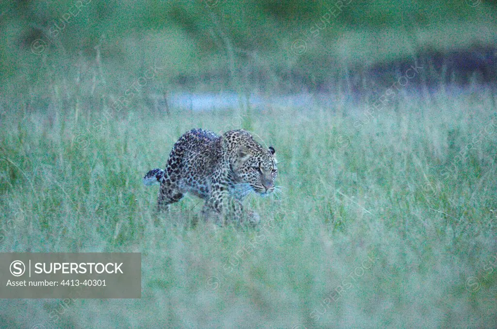 Leopard in the savannah Masai Mara Reserve Kenya