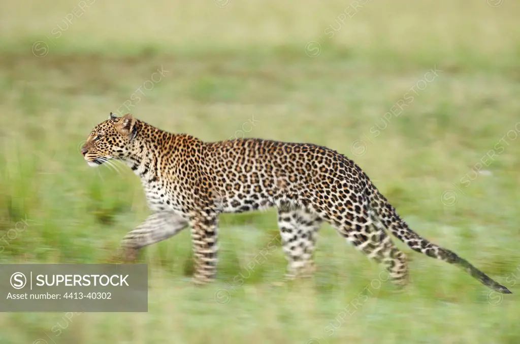 Leopard in the savannah Masai Mara Reserve Kenya