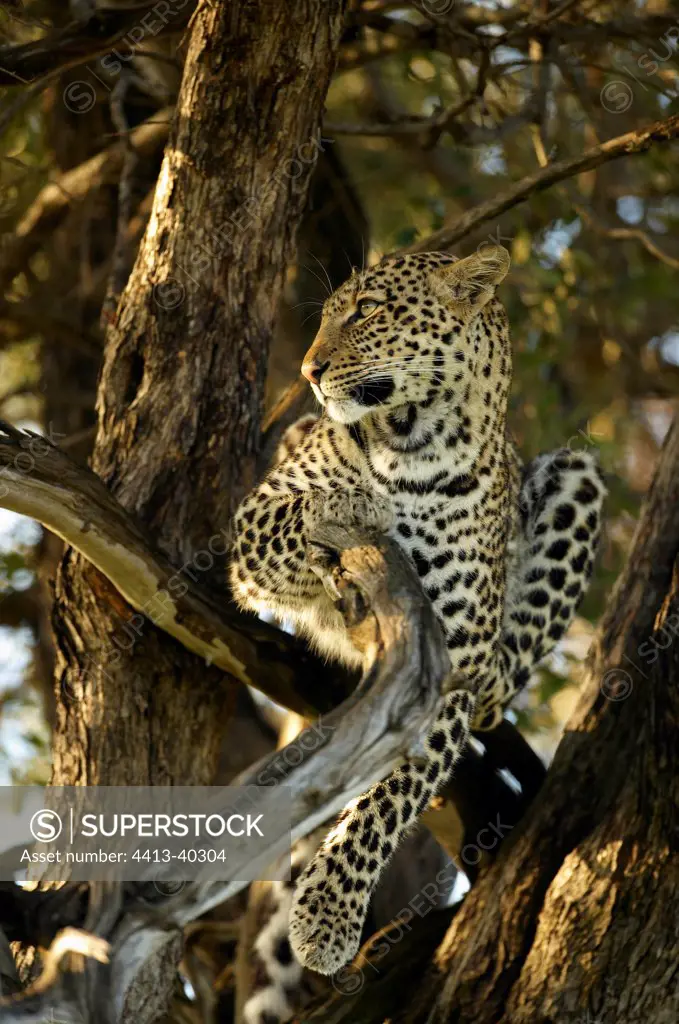 Leopard in a tree Masai Mara Reserve Kenya