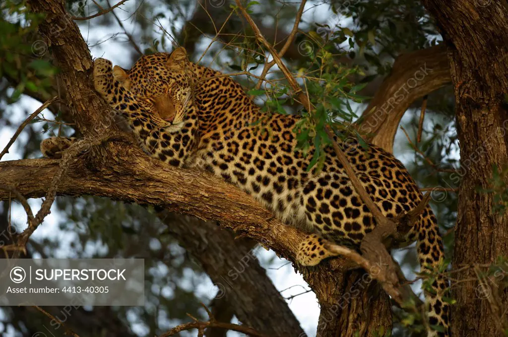 Leopard sleeping on a branch Masai Mara Reserve Kenya