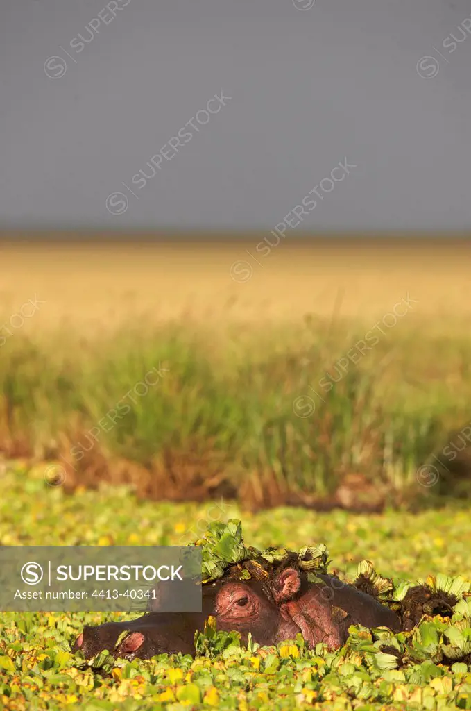 Hippotamus in the aquatic vegetation Masai Mara Kenya