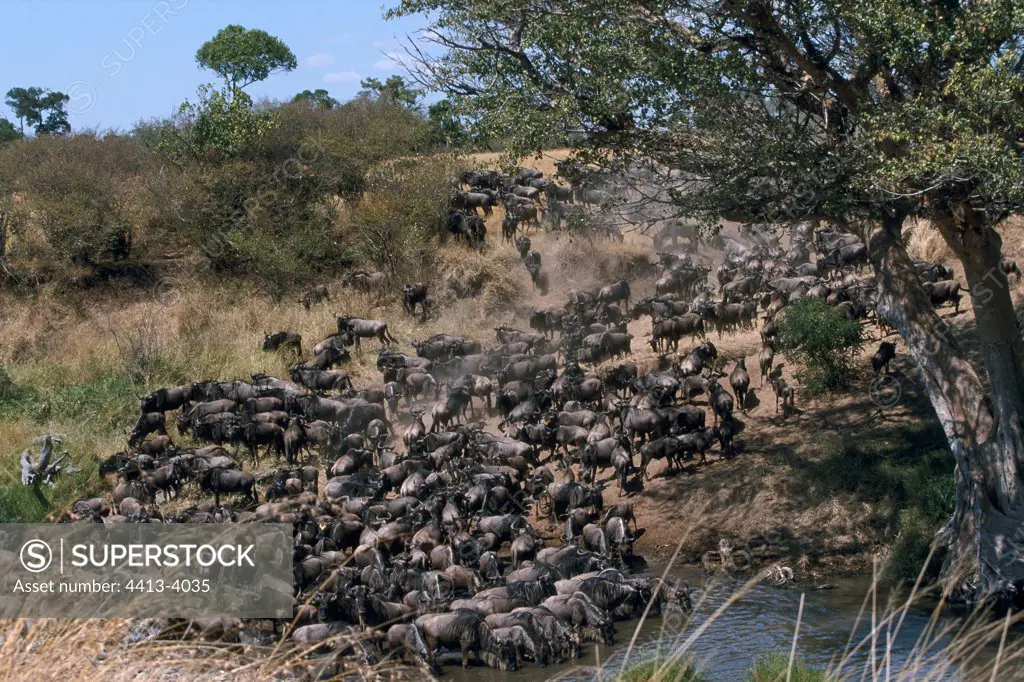 Migration of wildebeest in the reserve of Masaï Mara Kenya