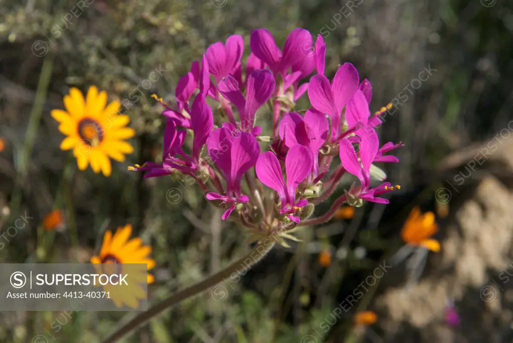 Pelargonium inflorescence Namaqualand South Africa