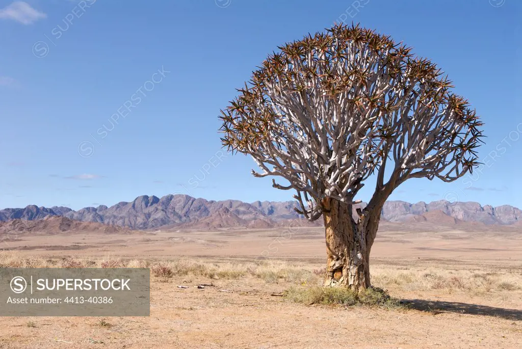 Quiver tree Namaqualand South Africa