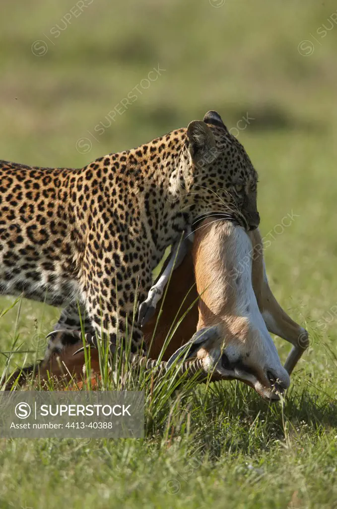 Leopard carrying its prey Masai Mara Reserve Kenya