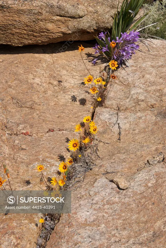 Flowers growing from cleft in rock Namaqualand South Africa