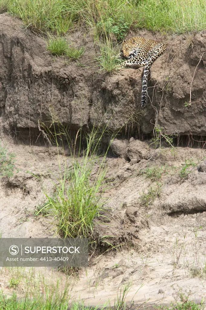Leopard in a ravine Masai Mara Reserve Kenya