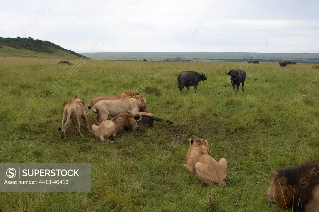 Lions attacking Buffalo Reserve Masai Mara Kenya