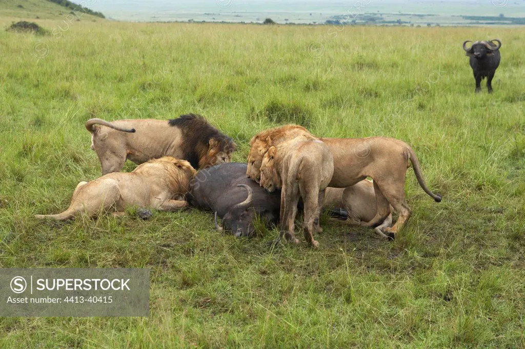 Lions eating a Buffalo Reserve Masai Mara Kenya