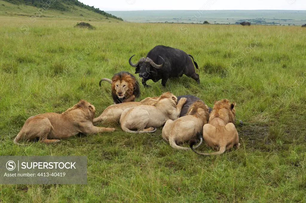 Buffalo threatening lions eating a congener Masai MaraKenya