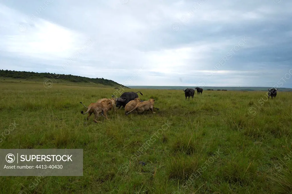 Buffalo defending a congener against lions Masai Mara Kenya
