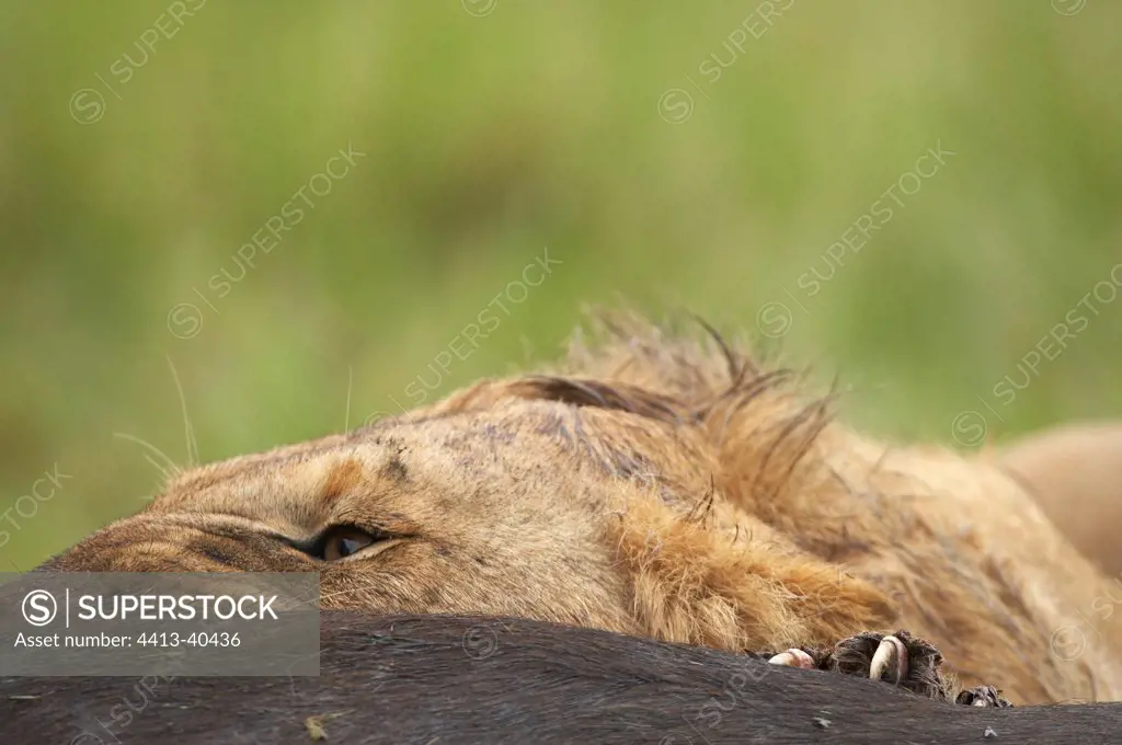 Lion eating a Cape Buffalo Masai Mara Reserve Kenya