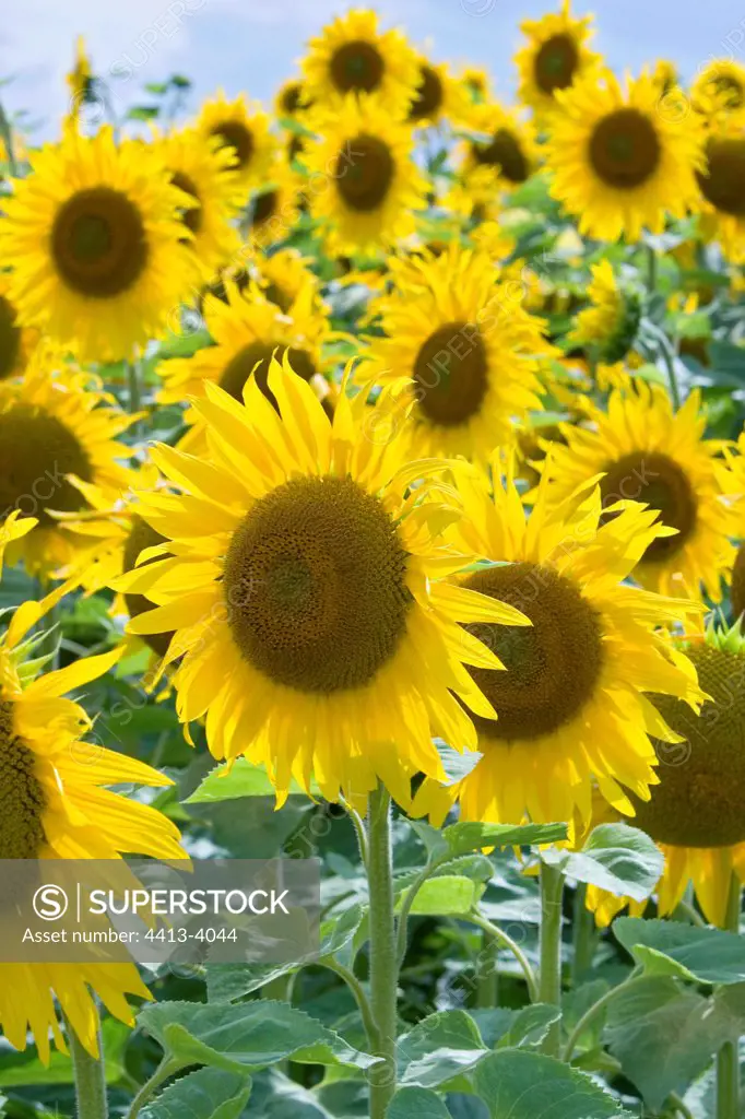 Sunflowers in bloom in a field France