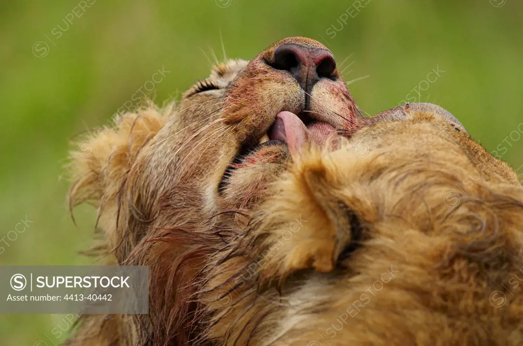 Lions licking after eating a buffalo Masai Mara