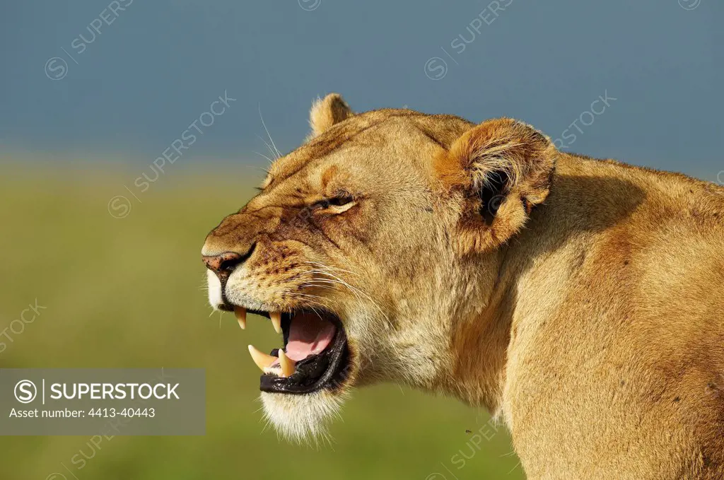 Portrait of Lionness Masai Mara Reserve Kenya