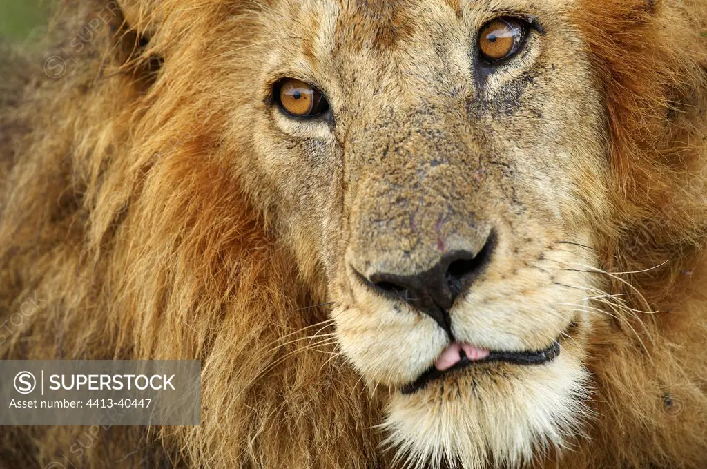 Portrait of Lion Masai Mara Reserve Kenya