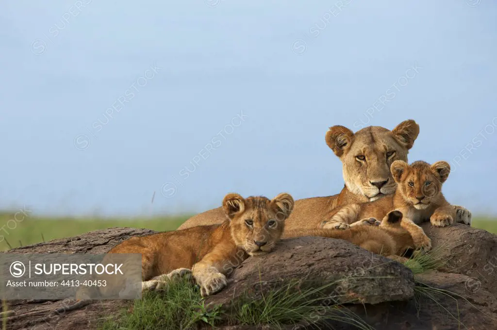 Lioness and cubs on a rock Masai Mara Reserve Kenya