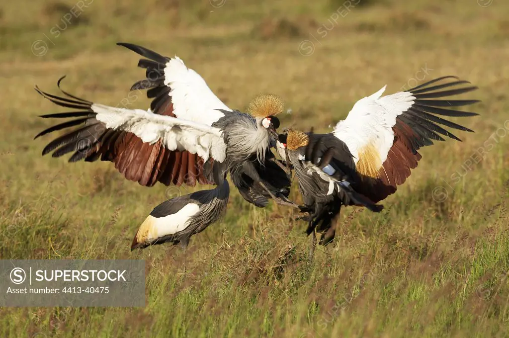 Grey Crowned-Cranes fighting Masai Mara Reserve Kenya